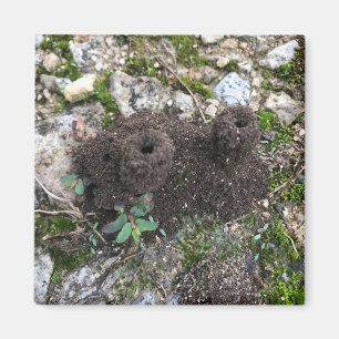 Ant Castle Magnet