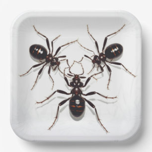 Ant Feast cardboard plates