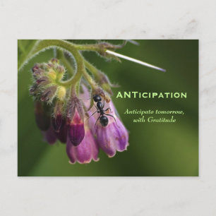 Ant & Flower Gratitude Motivational Postcards