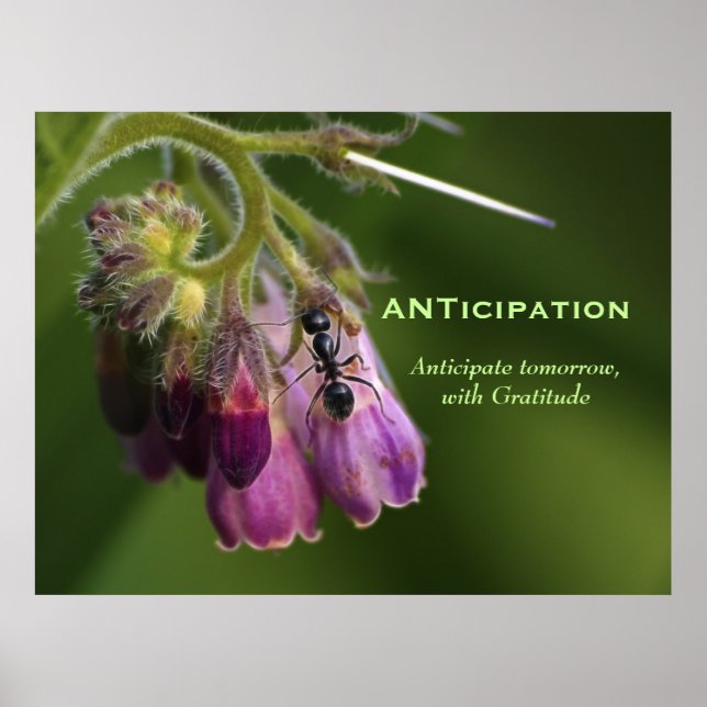 Ant & Flower Gratitude Motivational Postcards Poster (Front)