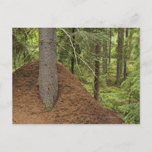 Ant hill in forest postcard