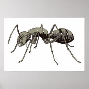 Ant Poster