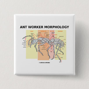 Ant Worker Morphology 15 Cm Square Badge