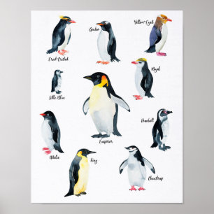 " Antarctic: 2021/today - PINGUIN species ... Poster