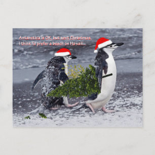Antarctic Beach Christmas Postcard