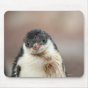 Antarctic Mouse Mat