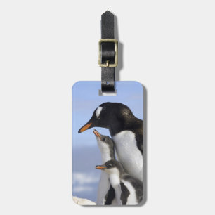 Antarctic Peninsula, Neko Harbour, Gentoo Luggage Tag