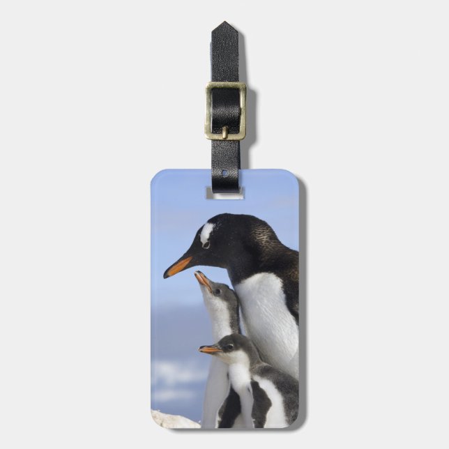 Antarctic Peninsula, Neko Harbour, Gentoo Luggage Tag (Front Vertical)