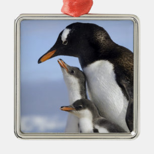 Antarctic Peninsula, Neko Harbour, Gentoo Metal Tree Decoration