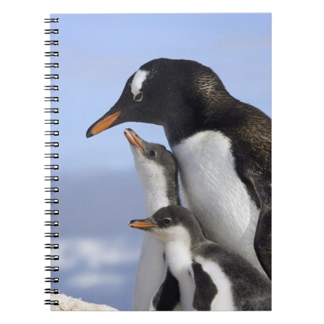 Antarctic Peninsula, Neko Harbour, Gentoo Notebook (Front)