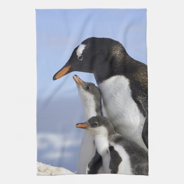 Antarctic Peninsula, Neko Harbour, Gentoo Tea Towel (Vertical)
