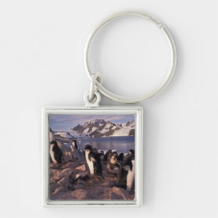 Antarctica, Adelie penguin chicks Key Ring