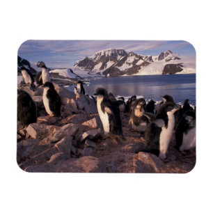 Antarctica, Adelie penguin chicks Magnet