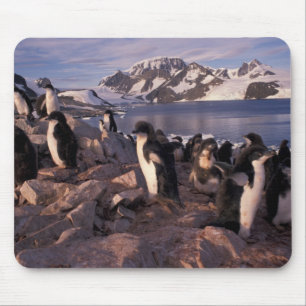 Antarctica, Adelie penguin chicks Mouse Mat