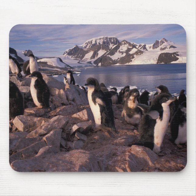 Antarctica, Adelie penguin chicks Mouse Mat (Front)