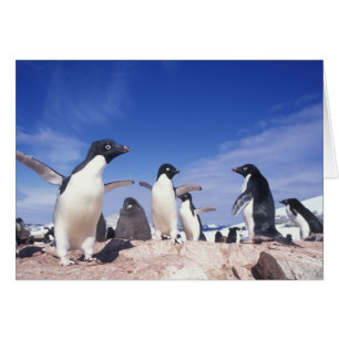 Antarctica, Adelie Penguin Pygoscelis