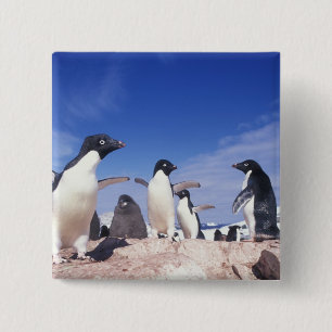 Antarctica, Adelie Penguin Pygoscelis 15 Cm Square Badge