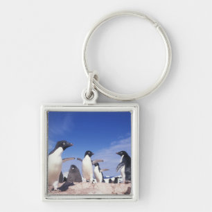 Antarctica, Adelie Penguin Pygoscelis Key Ring
