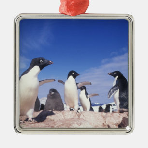 Antarctica, Adelie Penguin Pygoscelis Metal Tree Decoration