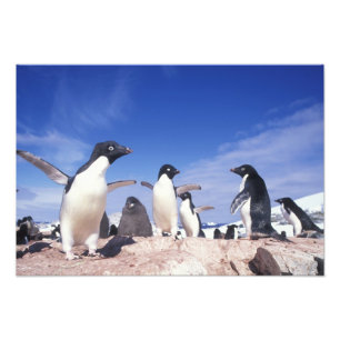 Antarctica, Adelie Penguin Pygoscelis Photo Print
