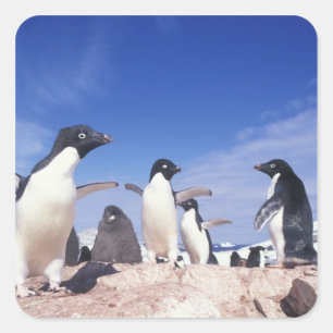 Antarctica, Adelie Penguin Pygoscelis Square Sticker