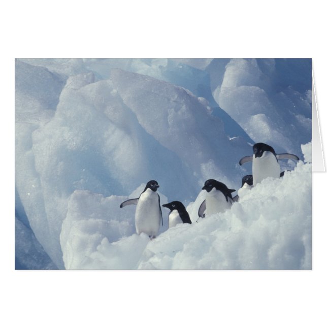 Antarctica. Adelie penguins (Front Horizontal)