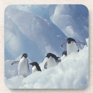 Antarctica. Adelie penguins Coaster