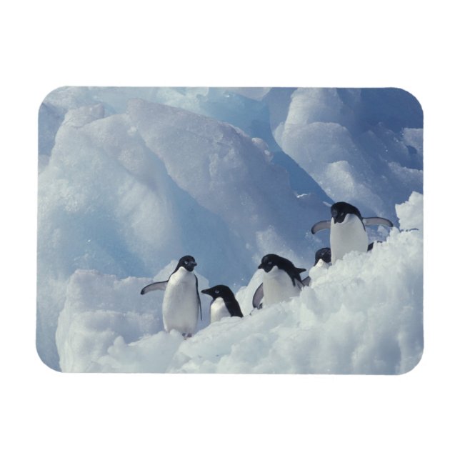 Antarctica. Adelie penguins Magnet (Horizontal)