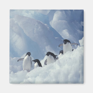 Antarctica. Adelie penguins Magnet
