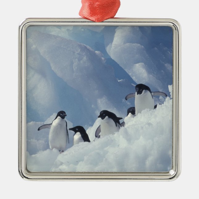 Antarctica. Adelie penguins Metal Tree Decoration (Front)