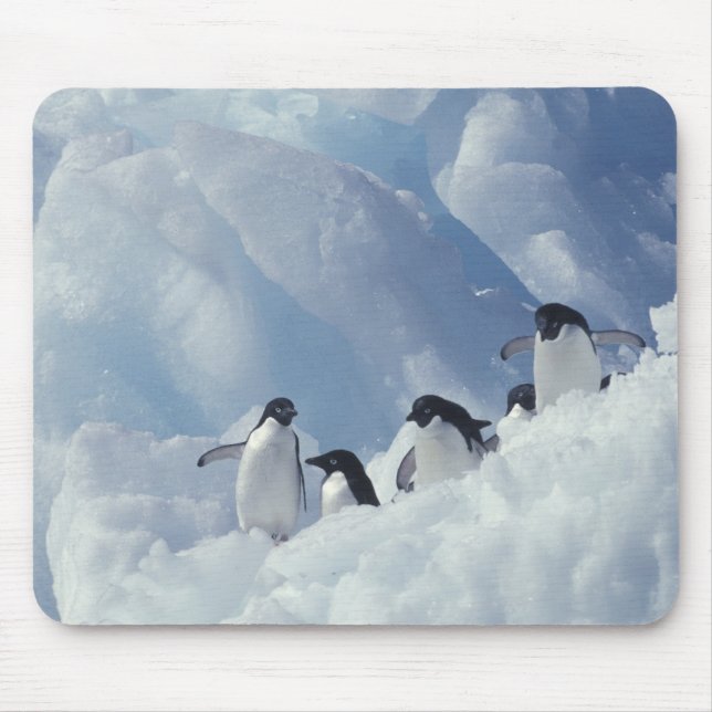 Antarctica. Adelie penguins Mouse Mat (Front)