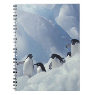 Antarctica. Adelie penguins Notebook