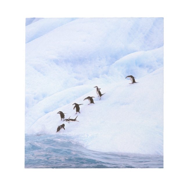 Antarctica, Antarctic Peninsula. Chinstrap Notepad (Front)