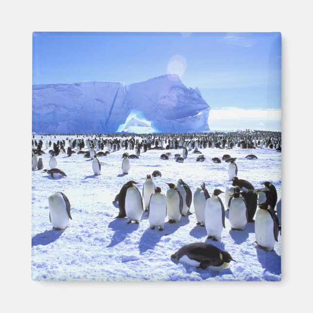 Antarctica, Antarctic Peninsula, Weddell Sea, 5 Magnet (Front)
