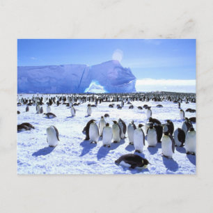 Antarctica, Antarctic Peninsula, Weddell Sea, 5 Postcard
