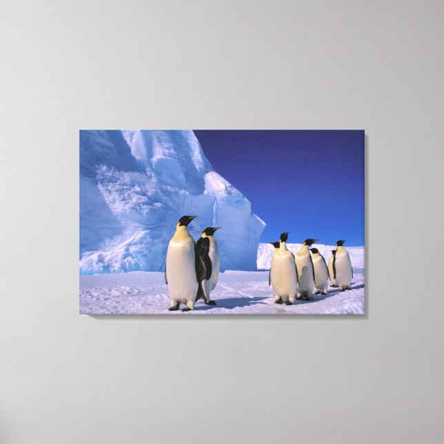 Antarctica, Australian Antarctic Territory, 7 Canvas Print (Front)