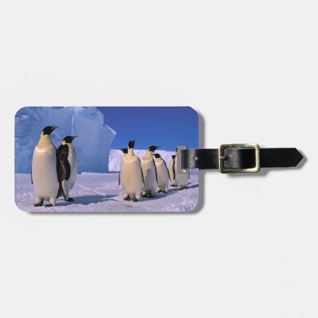 Antarctica, Australian Antarctic Territory, 7 Luggage Tag (Front Horizontal)