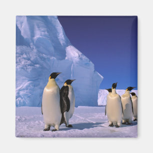 Antarctica, Australian Antarctic Territory, 7 Magnet