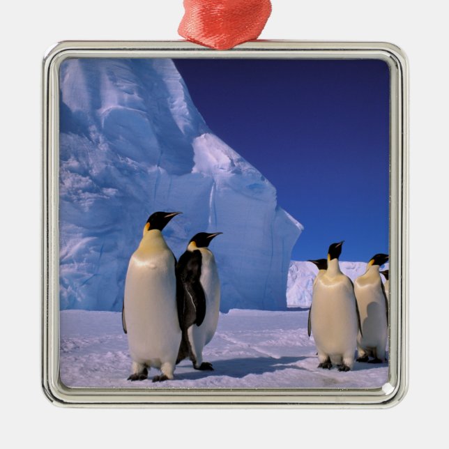 Antarctica, Australian Antarctic Territory, 7 Metal Tree Decoration (Front)