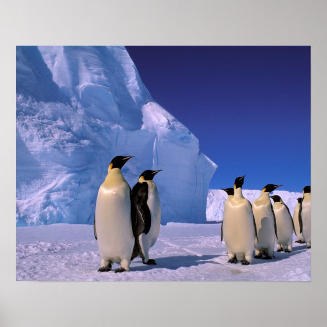 Antarctica, Australian Antarctic Territory, 7 Poster (Front)