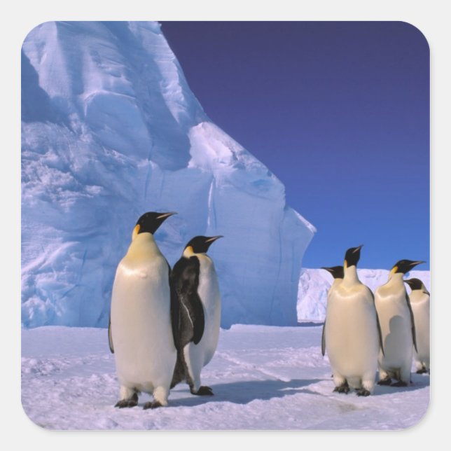 Antarctica, Australian Antarctic Territory, 7 Square Sticker (Front)