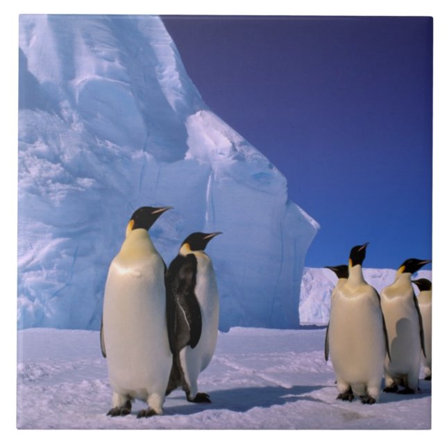 Antarctica, Australian Antarctic Territory, 7 Tile (Front)