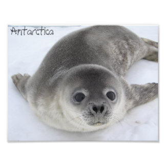 Antarctica baby seal photo