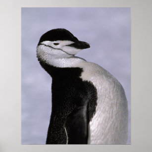 Antarctica. Chinstrap penguin Poster