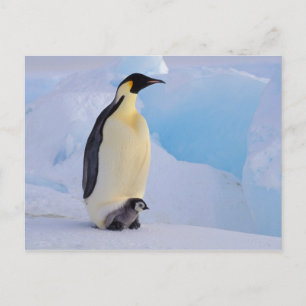 Antarctica, Emperor Penguin (Aptenodytes Postcard