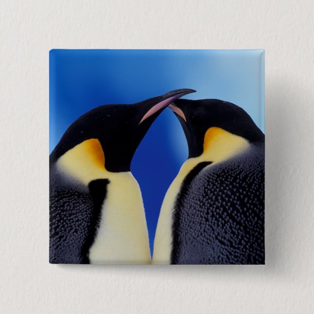 Antarctica, Emperor Penguins 15 Cm Square Badge (Front)