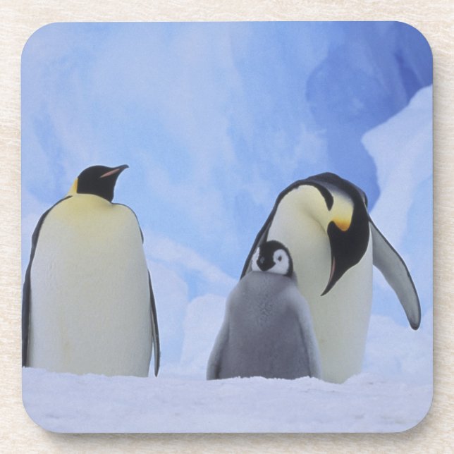 Antarctica. Emperor penguins and chick Coaster (Front)