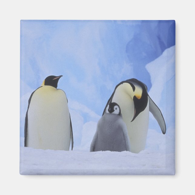 Antarctica. Emperor penguins and chick Magnet (Front)