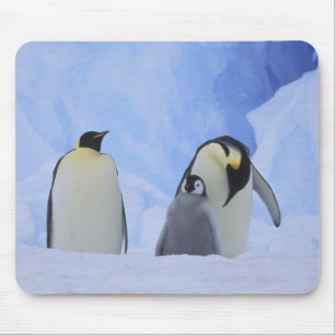 Antarctica. Emperor penguins and chick Mouse Mat