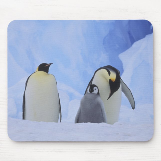 Antarctica. Emperor penguins and chick Mouse Mat (Front)